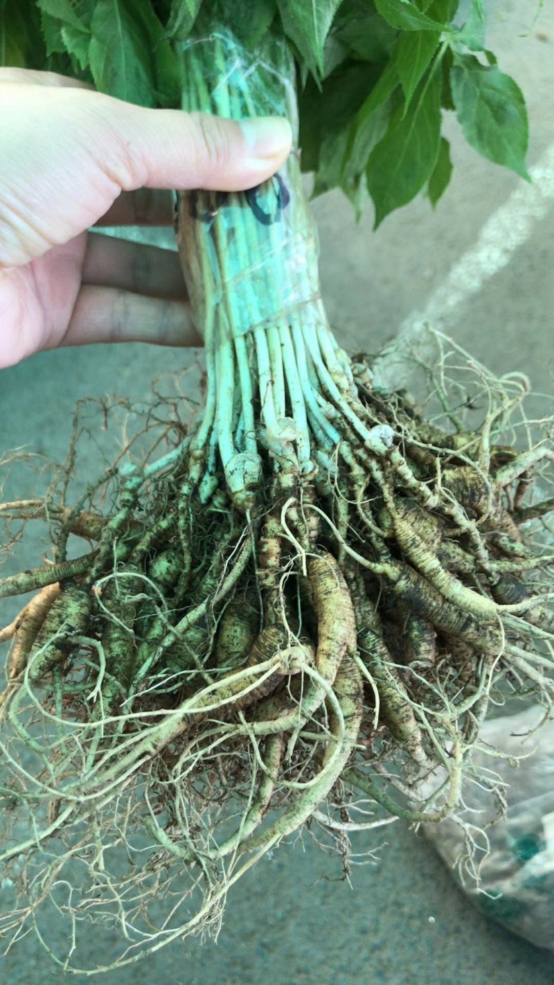 鲜林下参十五年林下参鲜