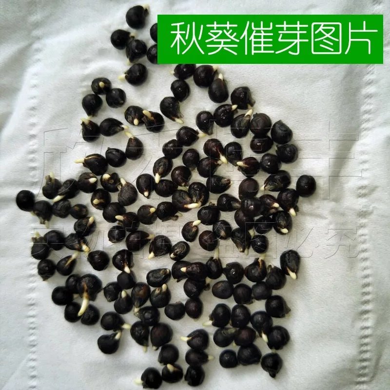 秋葵种子水果秋型，红秋葵种子油绿水果型种子