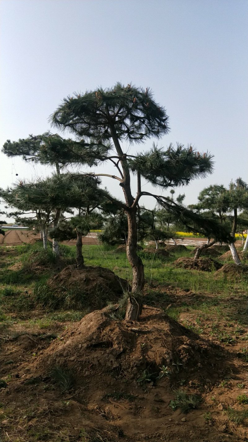 油松