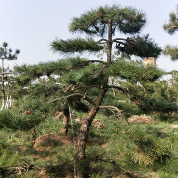 油松