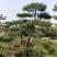 油松