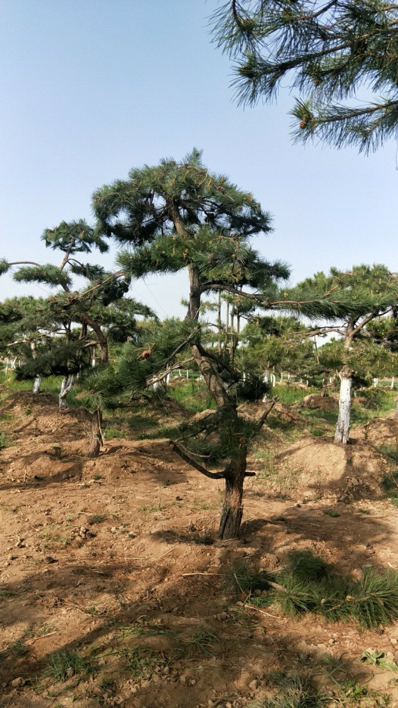 油松