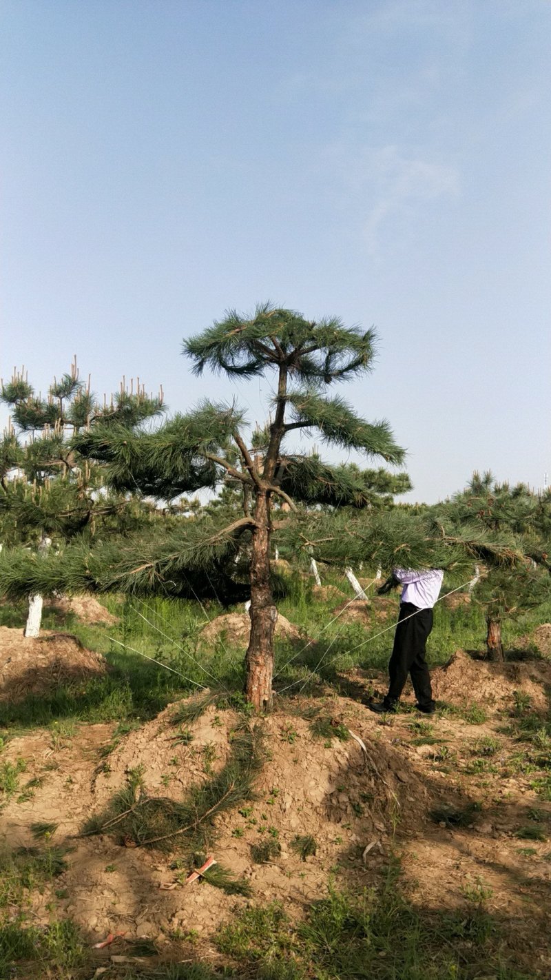 油松