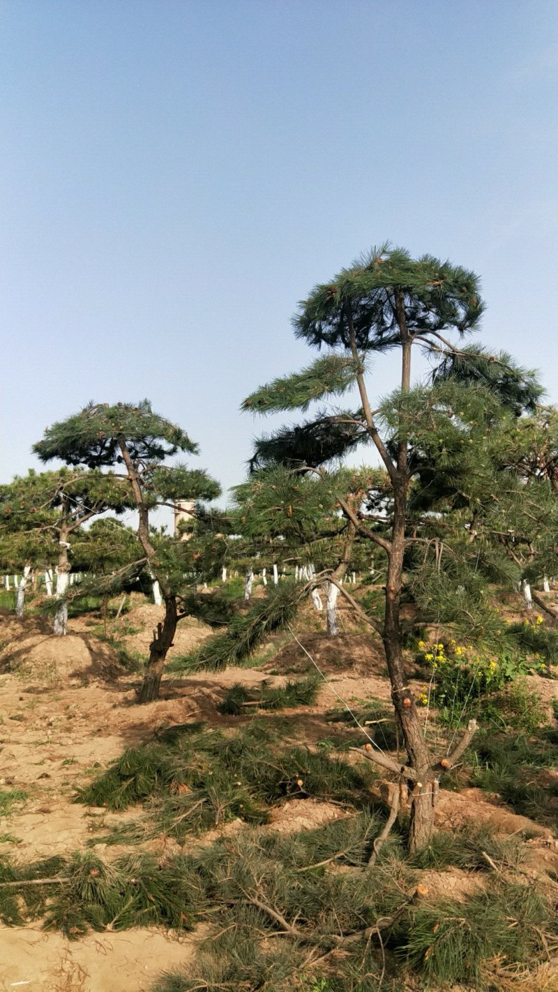 油松