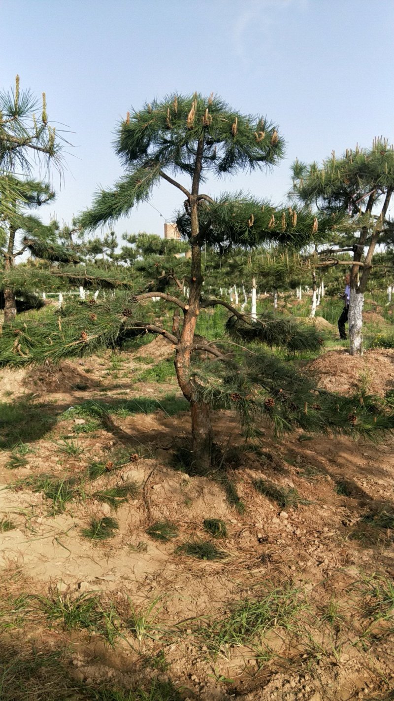 油松