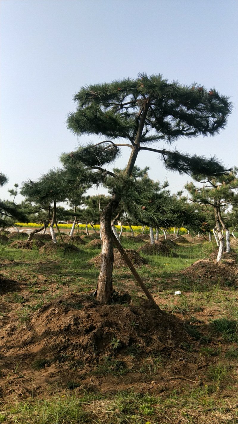 油松