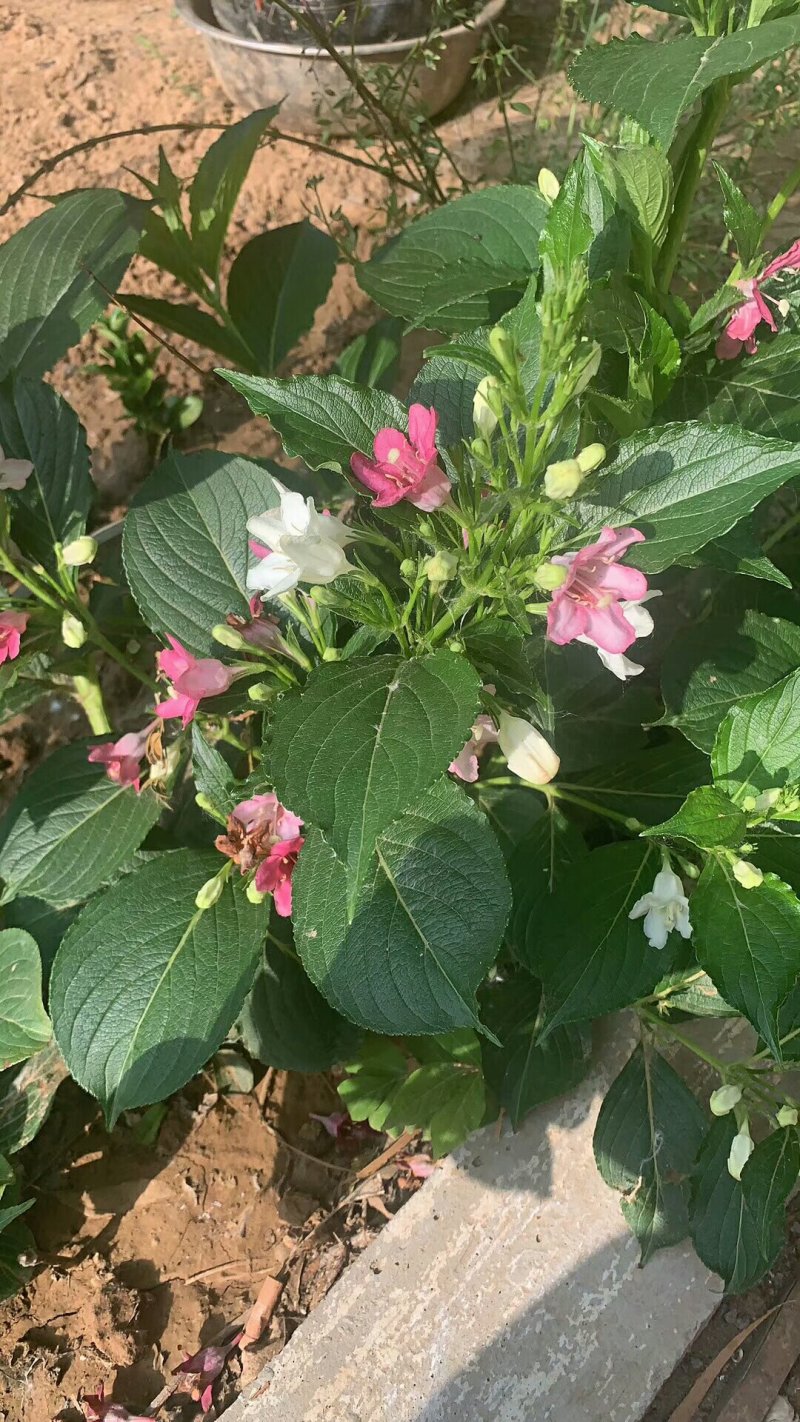 五彩锦带苗，锦带小苗基地专卖培育，