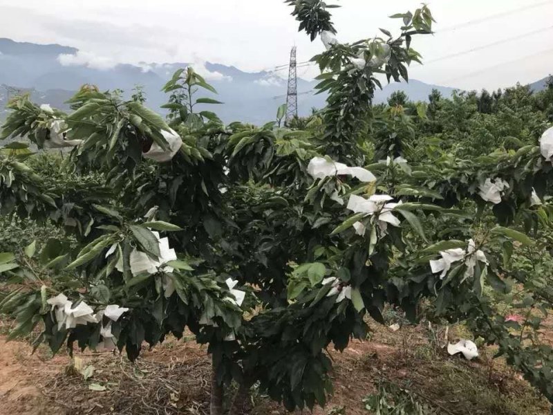汉源车厘子大红灯