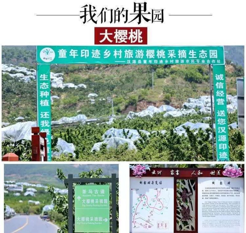 汉源车厘子大红灯