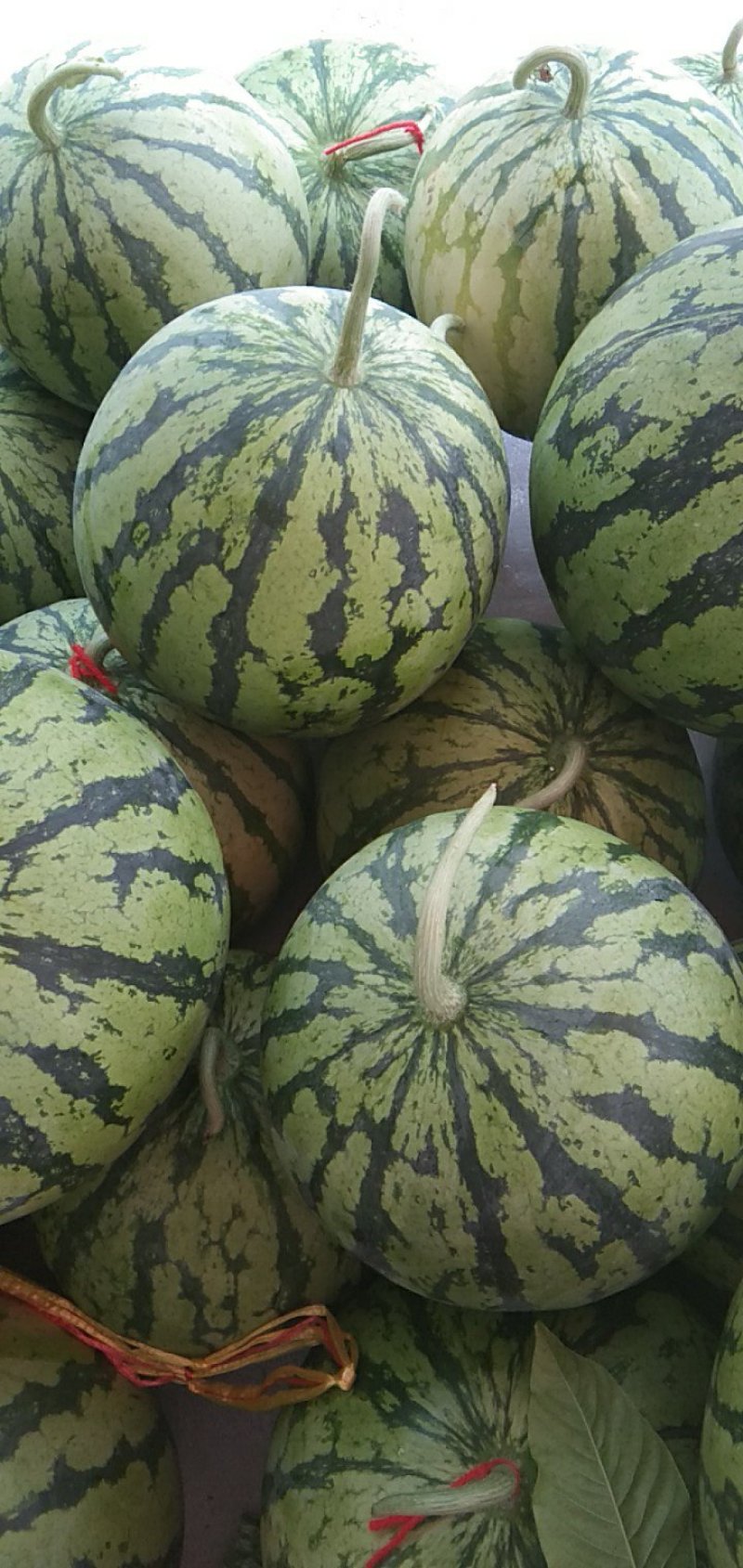麒麟西瓜