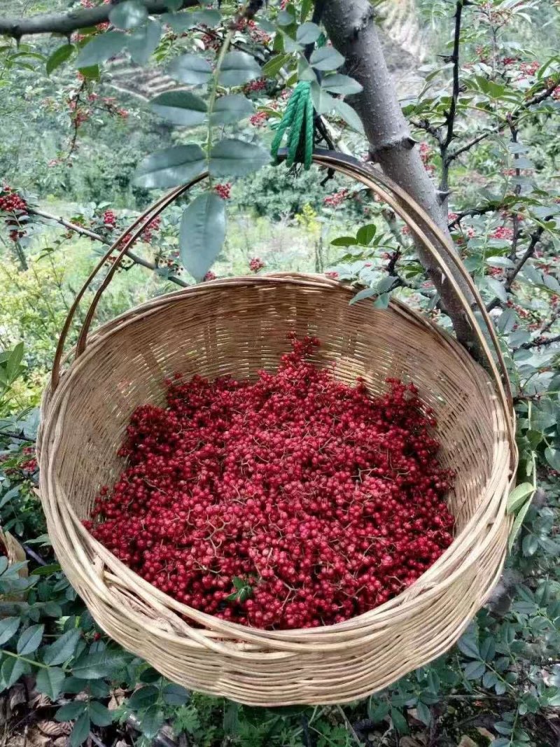 汉源清溪花椒，清溪娃娃椒，正宗清溪花椒清溪贡椒