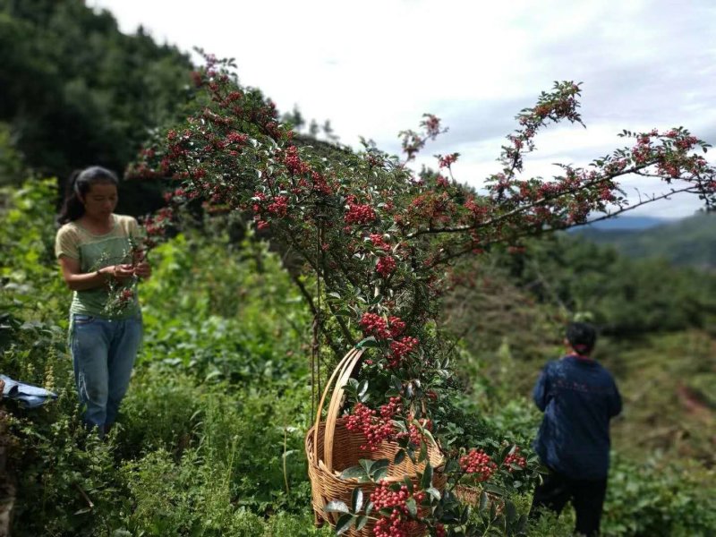 汉源清溪花椒，清溪娃娃椒，正宗清溪花椒清溪贡椒