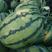甜王西瓜，双星西瓜，万亩西瓜基地大量供货，产地直销。