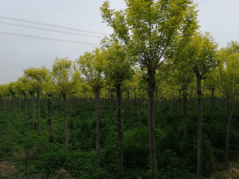 金叶白蜡胸径8-12cm一年冠