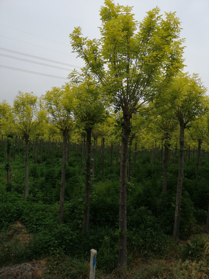 金叶白蜡胸径8-12cm一年冠