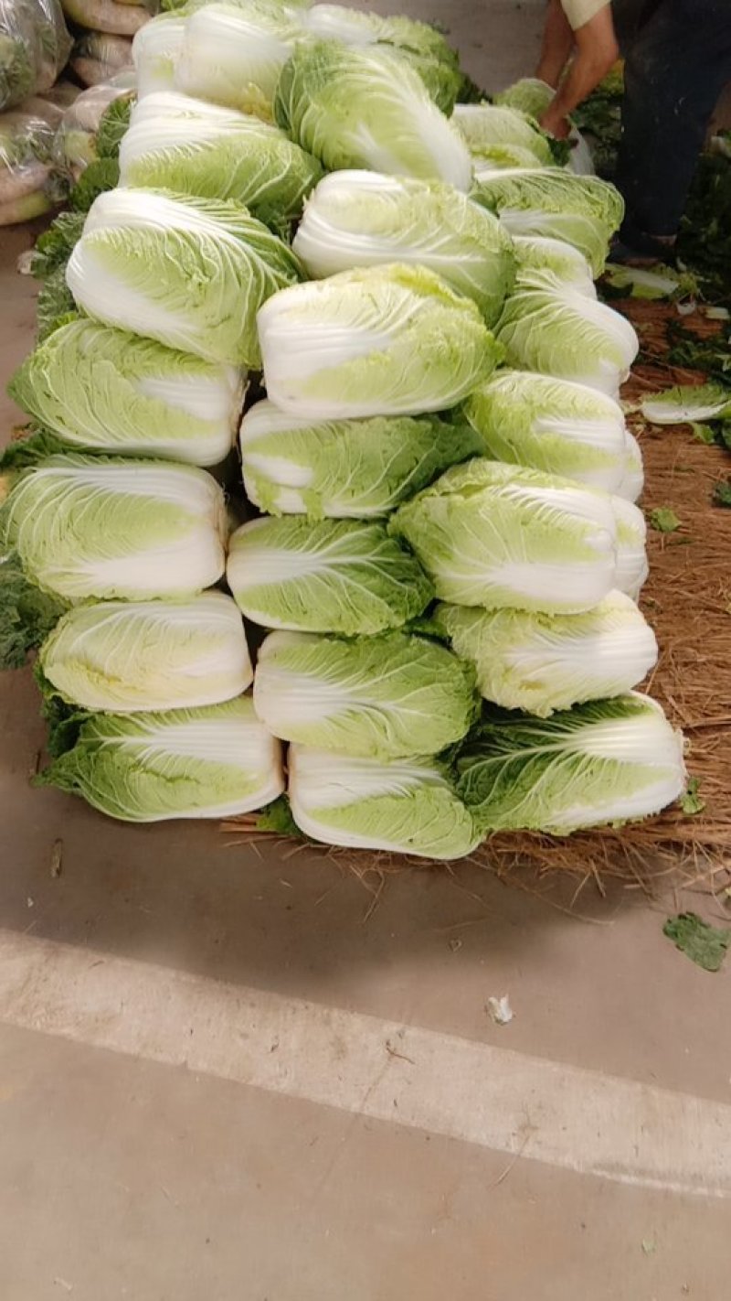 大白菜毛菜