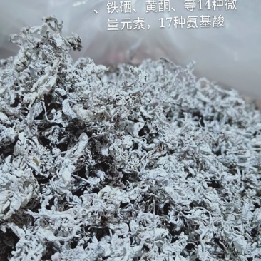 张家界原产野生藤茶嫩芽