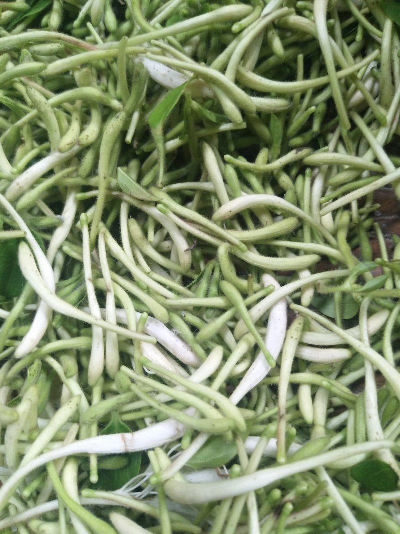 野生金银花