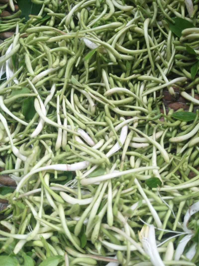 野生金银花