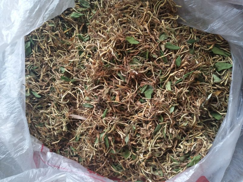 野生金银花