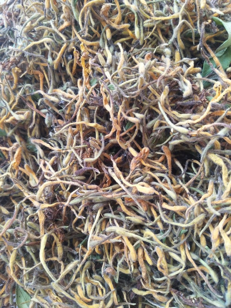 野生金银花