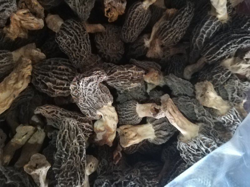 羊肚菌