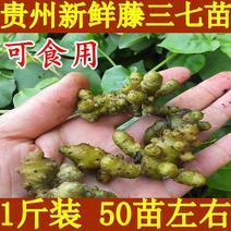 贵州野生藤三七苗可以种可以吃