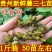 贵州野生藤三七苗可以种可以吃