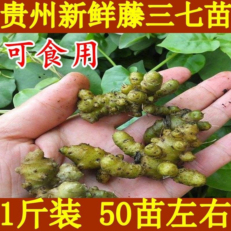 贵州野生藤三七苗可以种可以吃