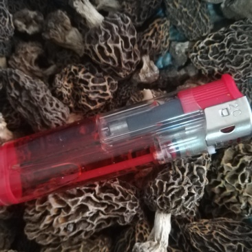 野生羊肚菌