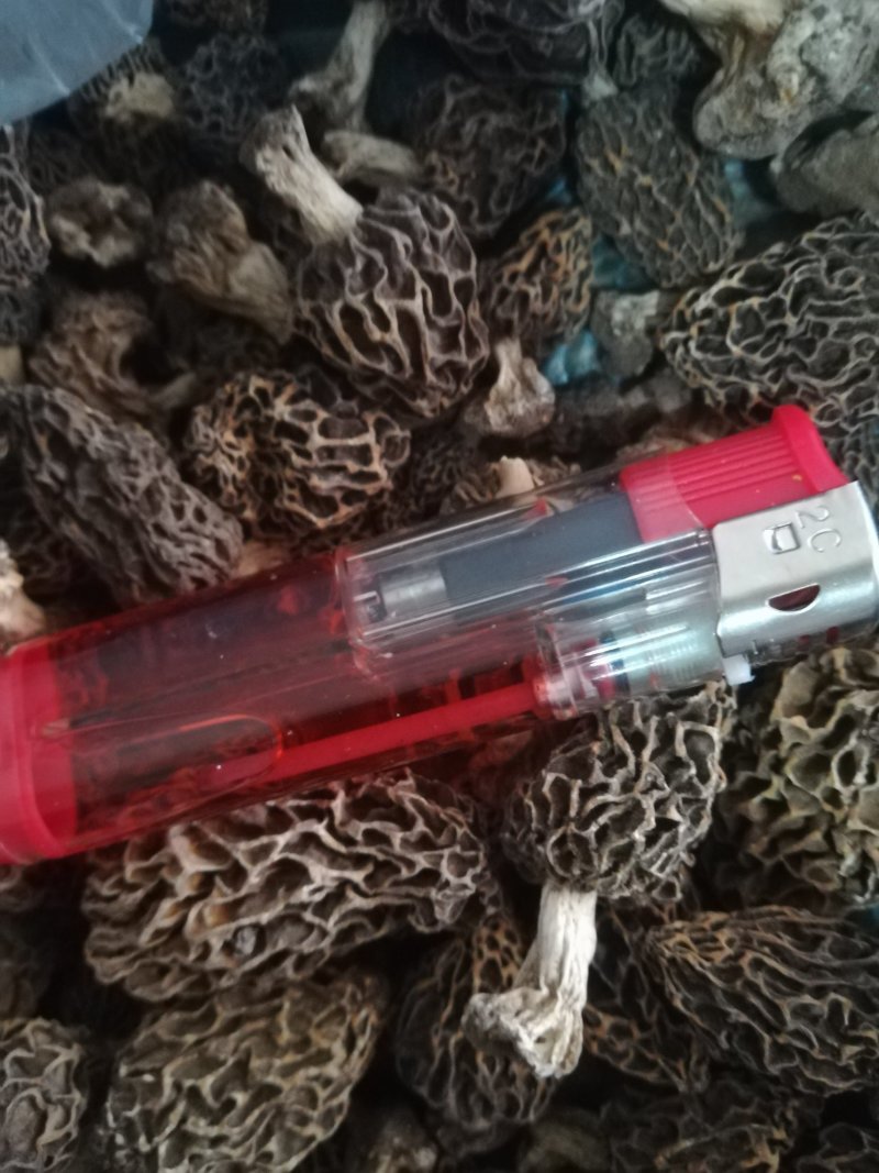 野生羊肚菌