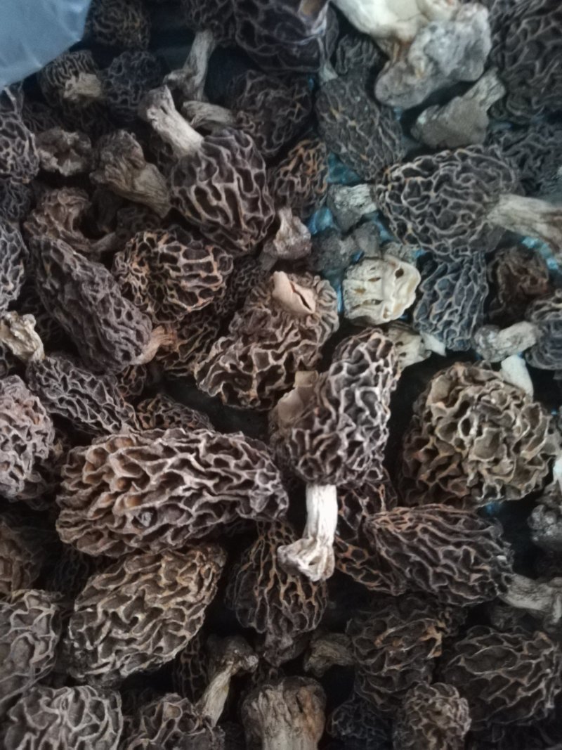野生羊肚菌