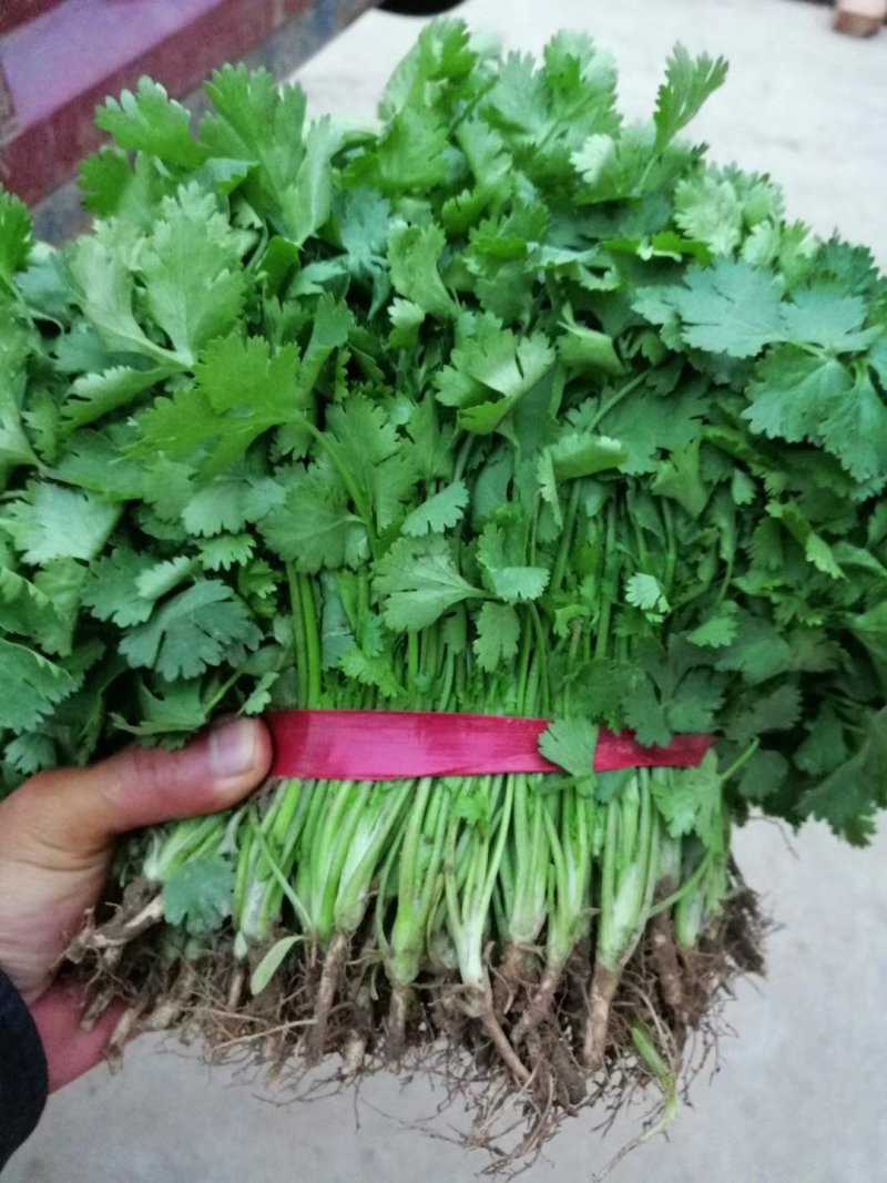 精品香菜优质香菜产地直发信誉第一大量上市