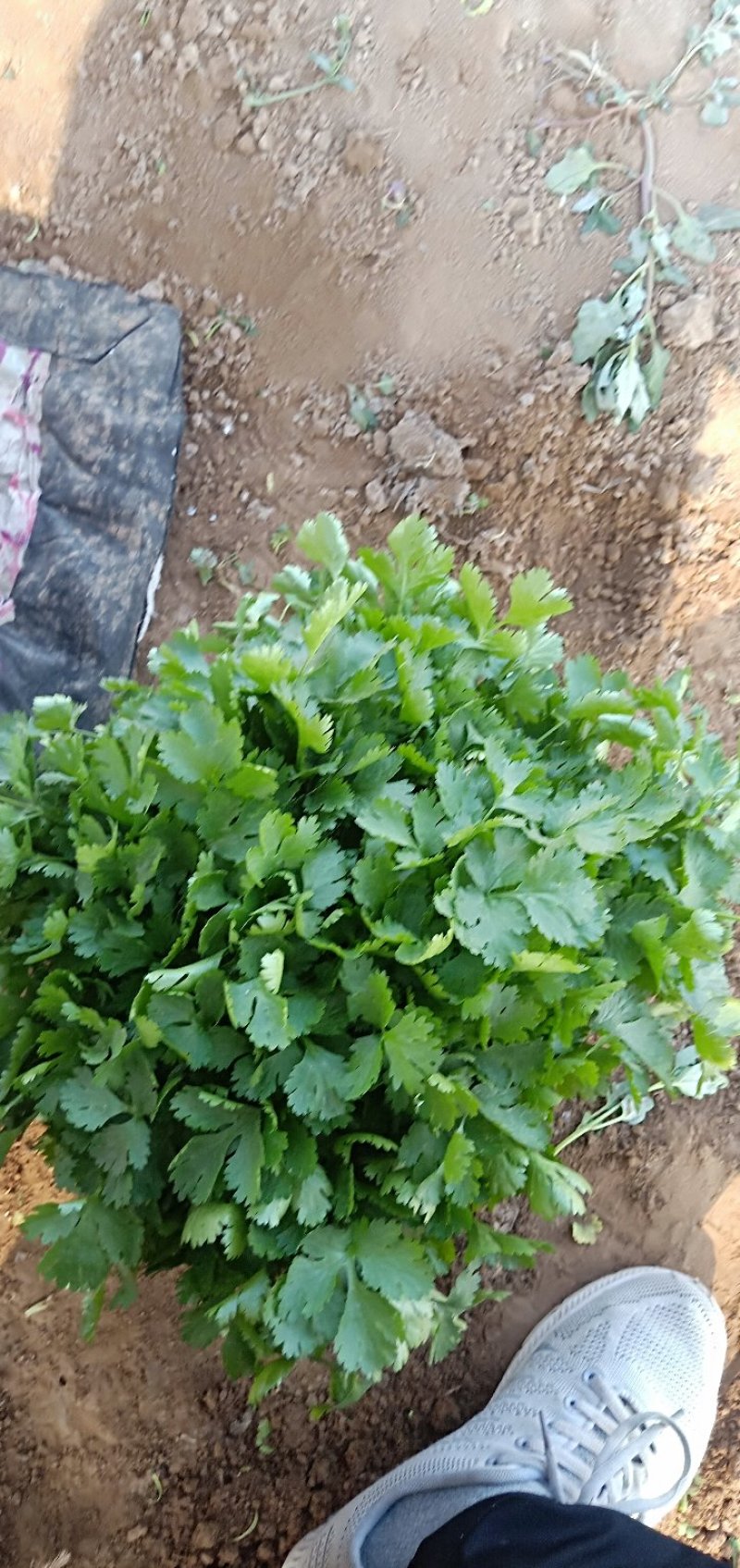 精品香菜优质香菜产地直发信誉第一大量上市