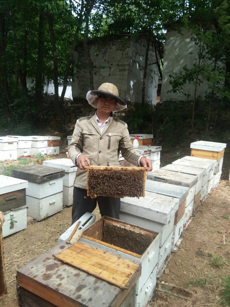 【刺槐蜜】蜂场直销一斤瓶装大桶装刺槐蜜二斤起