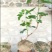 盆栽葡萄树80~100cm