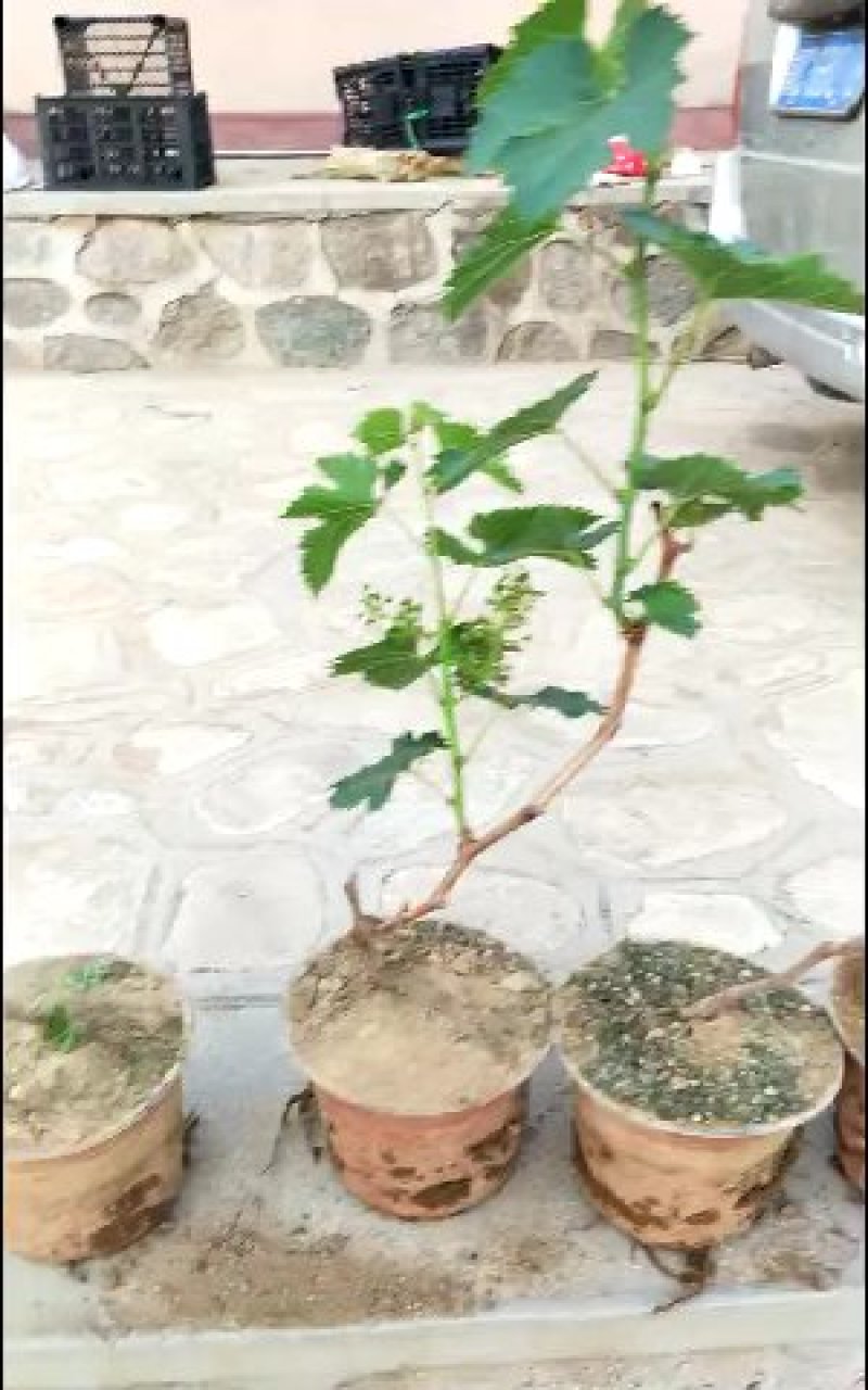 盆栽葡萄树80~100cm