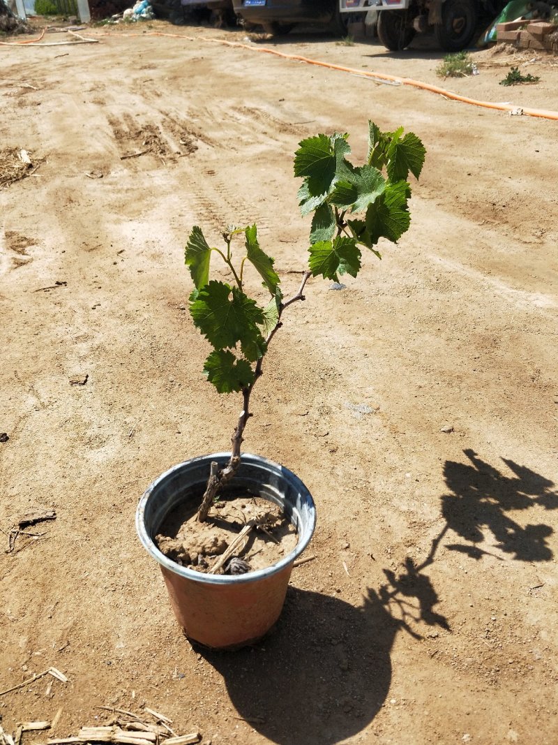 盆栽葡萄树80~100cm