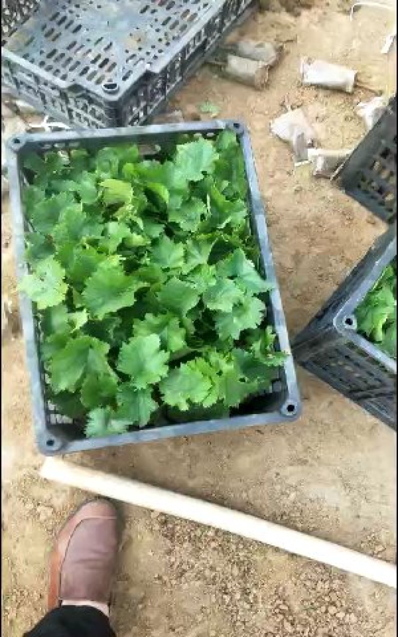 盆栽葡萄树80~100cm
