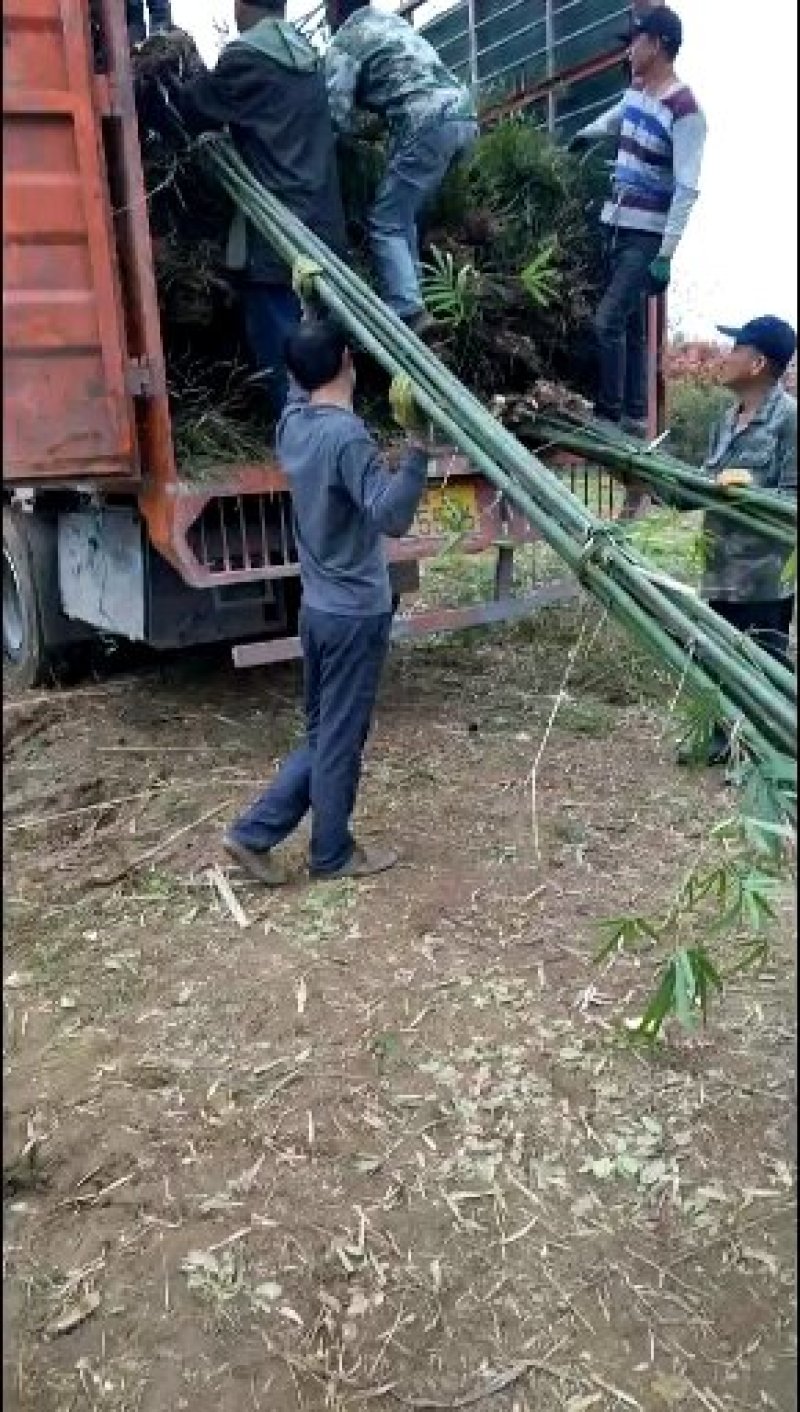 我，郴州市苏仙区清江花卉苗木草皮种植专业合作社大量出售各