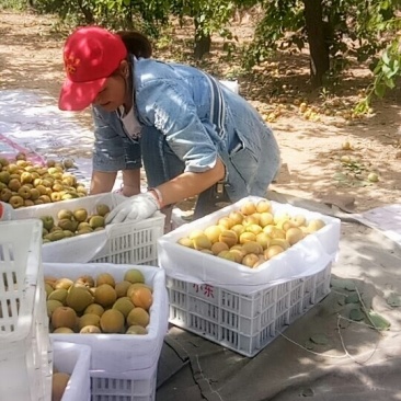 金太阳杏上市