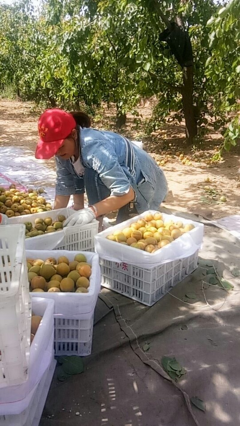 金太阳杏上市