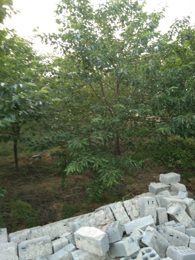 丛生紫荆10到20个分支大小冠幅都有，保质保量，技术指导