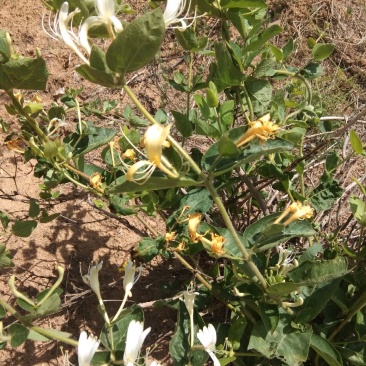 干鲜，花椒，金银花