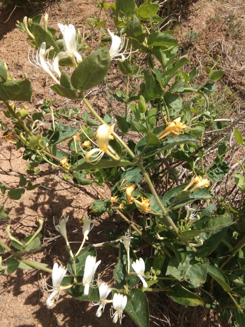 干鲜，花椒，金银花