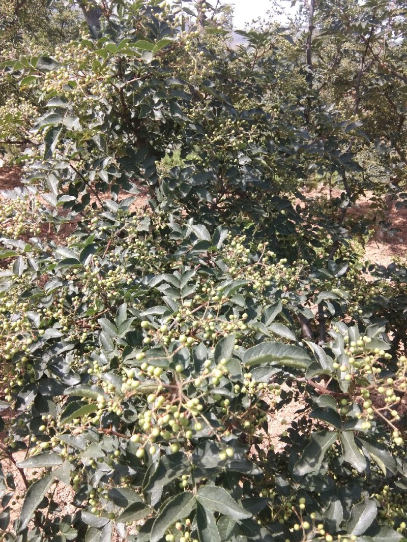 干鲜，花椒，金银花