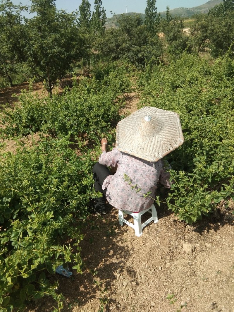 干鲜，花椒，金银花