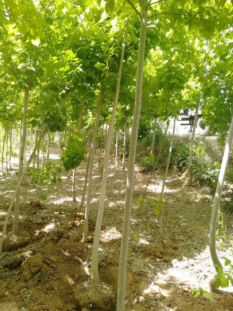 5公分金叶复叶槭
