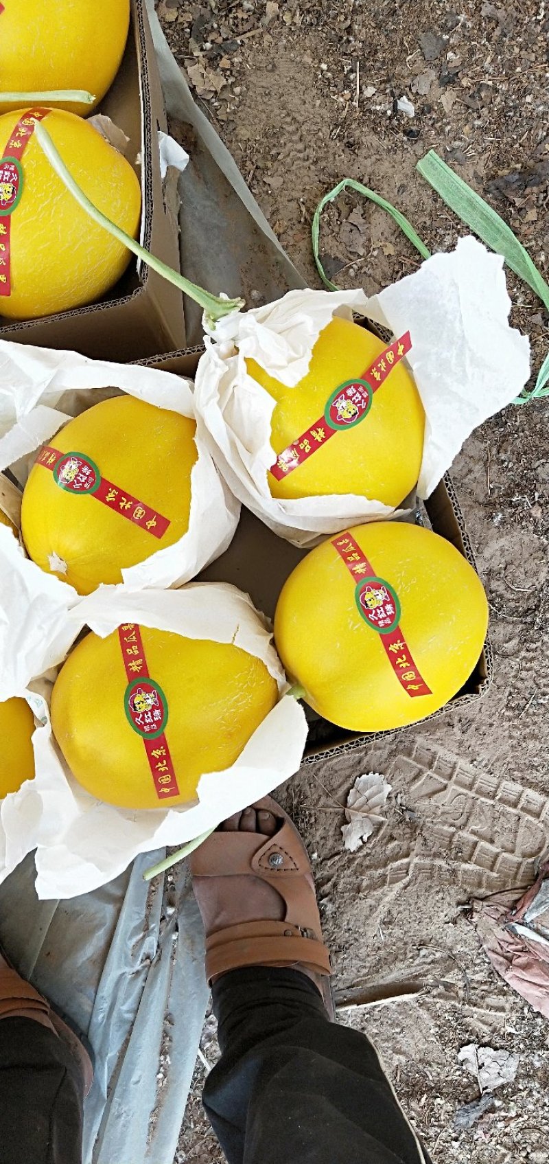精品九红瑞，产地直供，颜色好，口感好，品质好质量好