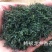 恩施富硒绿茶恩施玉露绞股蓝富硒藤茶